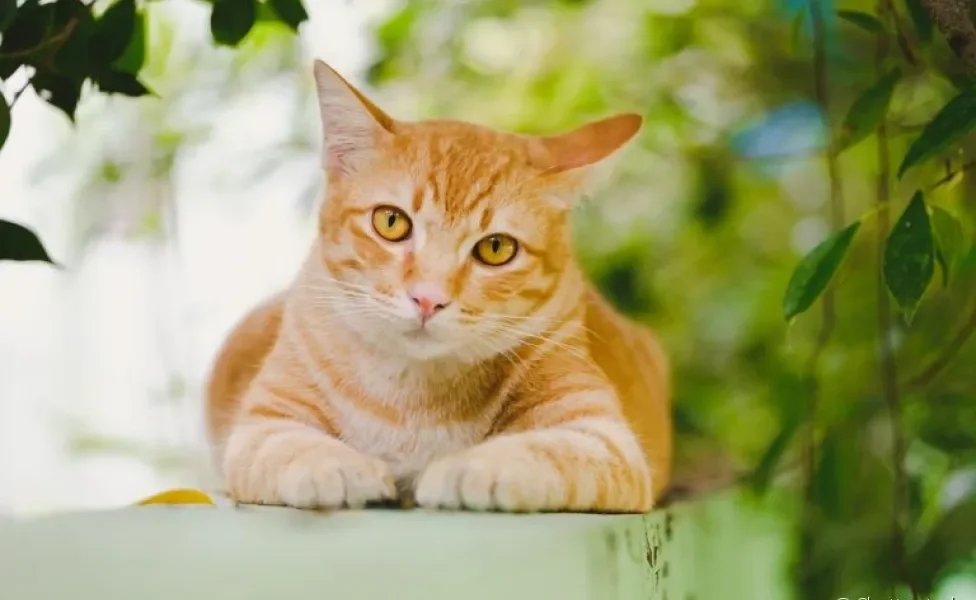 O gato laranja é cheio de personalidade e qualidades únicas. Saiba quais raças têm essa padrão