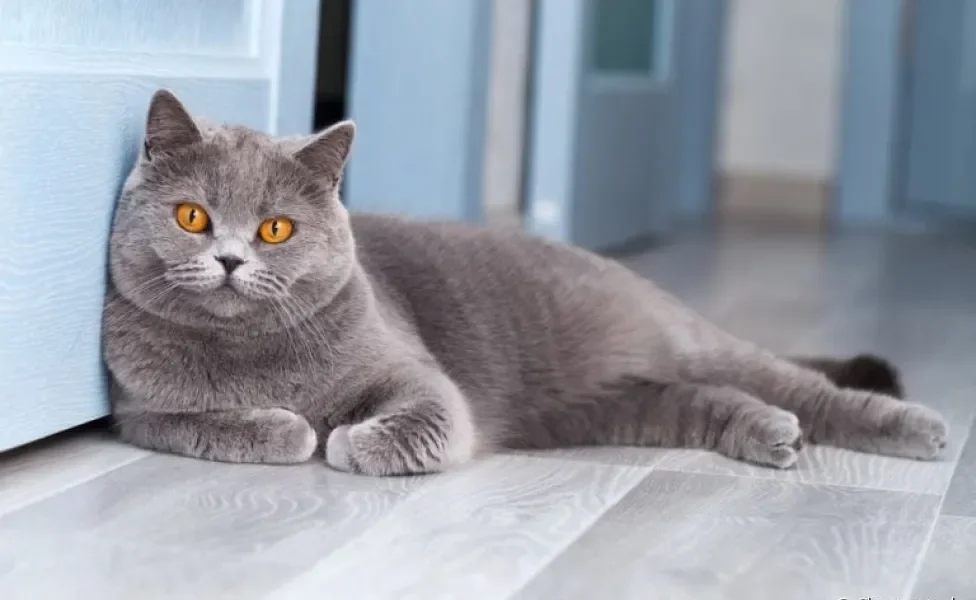 O gato British Shorthair mais popular é o cinza, embora existam outras cores de pelos