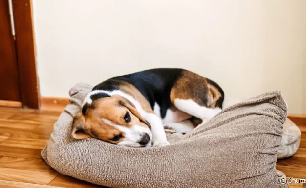 Doença do carrapato em cachorro: saiba mais sobre a complicação de saúde