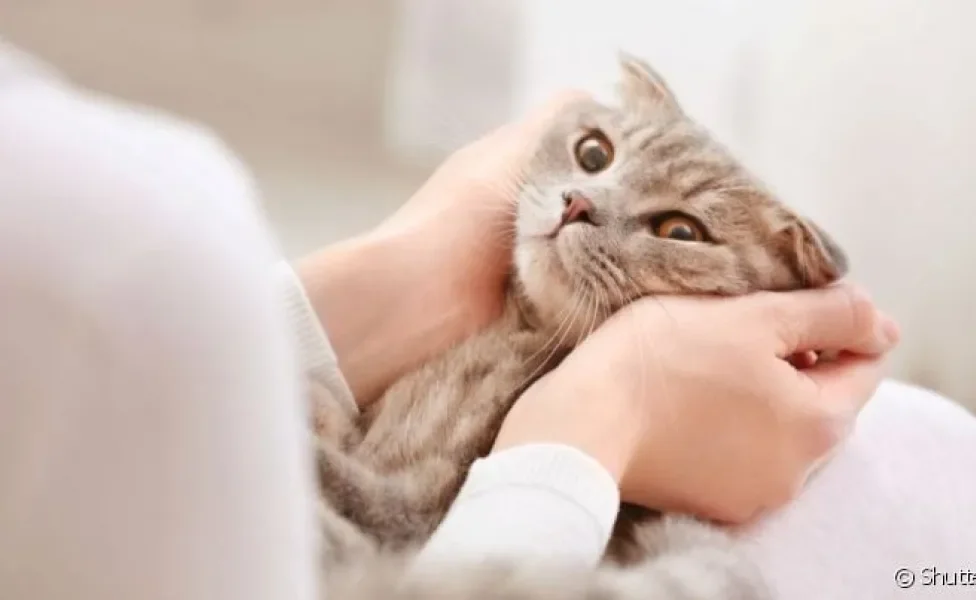 Saber como falar com gatos inclui entender a linguagem corporal dos pets