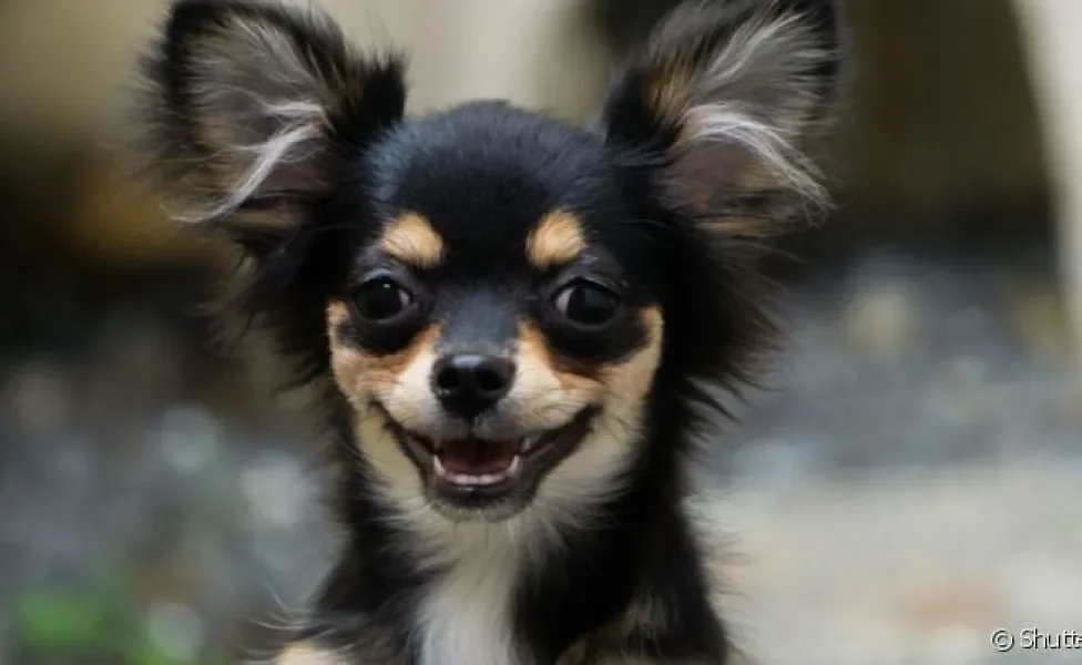 Os memes de cachorro sempre deixam os dias mais leves e divertidos. Entenda a thread que viralizou!
