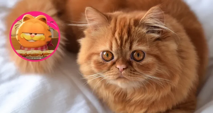 Gato laranja peludo olhando para cima com um desenho em círculo do personagem Garfield