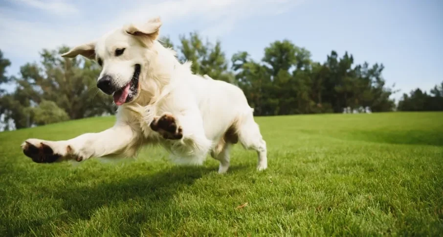 Cachorro branco peludo correndo na grama de parque