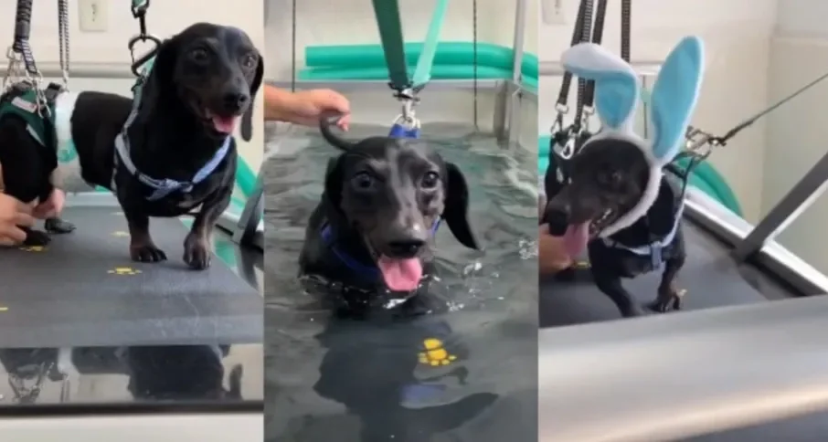Cachorro salsicha paraplégico viraliza ao mostrar a rotina de um pet com deficiência