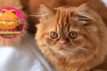 Gato laranja peludo olhando para cima com um desenho em círculo do personagem Garfield
