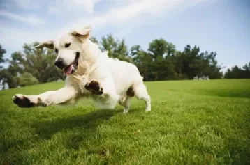 Cachorro branco peludo correndo na grama de parque