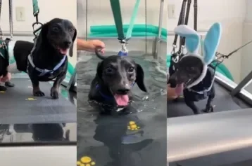 Cachorro salsicha paraplégico viraliza ao mostrar a rotina de um pet com deficiência