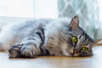 Verme de gato: como saber se o pet está com parasitas e como tratar?
