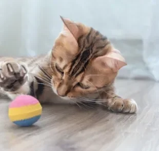 A bolinha para gato pode ser um brinquedo bem divertido para os pets