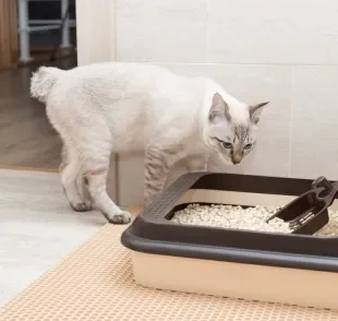 É importante checar a caixa de areia do gato todos os dias
