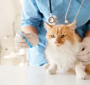 As vacinas para gatos previnem doenças graves