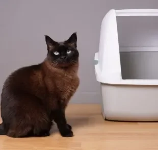 A areia biodegradável para gatos pode ser descartada no vaso sanitário