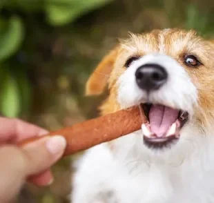 Bifinho para cachorro é um dos snacks preferidos dos cães 