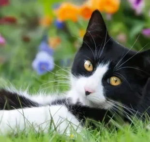 Gato caindo pelo, com parasitas, no cio: saiba como cuidar dos pets na primavera