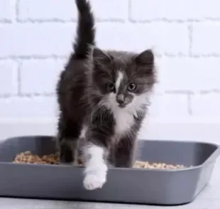 Você sabe qual a melhor areia para gatos em apartamento? A gente te ajuda a descobrir!