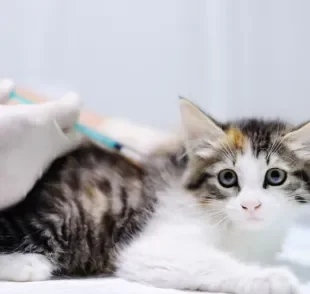 A vacina V5 para gatos protege contra a temida FeLV 