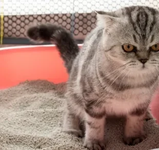  A areia para gato caseira não é uma boa opção para o felino 