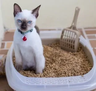 Descubra onde colocar a caixa de areia para gatos no seu apartamento