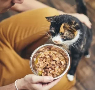 O sachê para gatos é o alimento preferido da espécie
