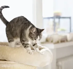  O que está por trás do gato amassando pãozinho? Descubra o que significa esse comportamento 