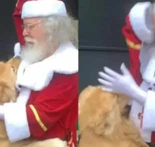 Vídeo de Golden Retriever roubando pedaço da fantasia do Papai Noel viraliza na web (Crédito: Instagram/@gutoogolden)