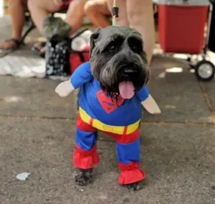 Quem seria o seu cachorro se ele participasse de um filme de super-heróis?