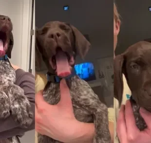 Cachorro bocejando de um jeitinho diferente provoca boas risadas nas redes (Créditos: Instagram/ @charlie_the_gsp)