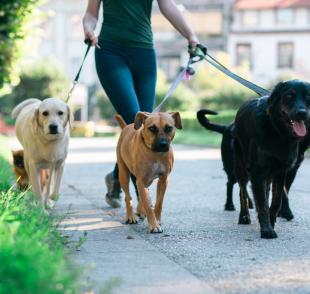 O passeador de cachorro deve saber administrar vários cães ao mesmo tempo durante os passeios