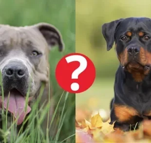 O Pitbull e o Rottweiler são cães com uma força incrível, mas não desbancam o cachorro com a mordida mais forte do mundo