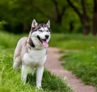 Husky Siberiano: cachorro tem temperamento fácil de lidar e poder ser uma boa companhia para o dia a dia