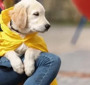 A capa de chuva para cachorro ajuda a deixar o passeio mais confortável para o animal