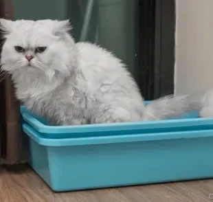 O gato com prisão de ventre normalmente vai até a caixa de areia e não consegue evacuar