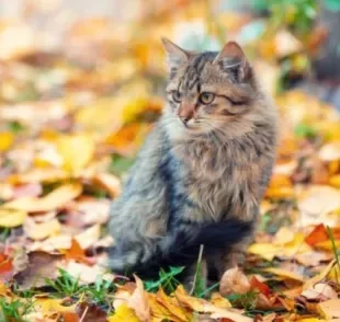 Saber como fazer o gato beber água e ficar protegido do frio são cuidados que se deve ter no outono