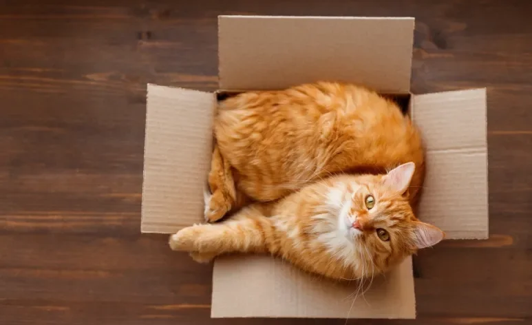 A caixa de papelão para gatos é um objeto que atrai a maioria dos felinos por diferentes razões
