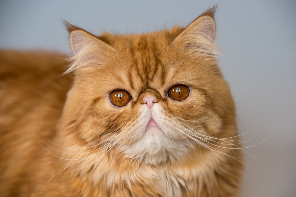 Gato Persa peludo nas cores laranja e branco olhando para frente