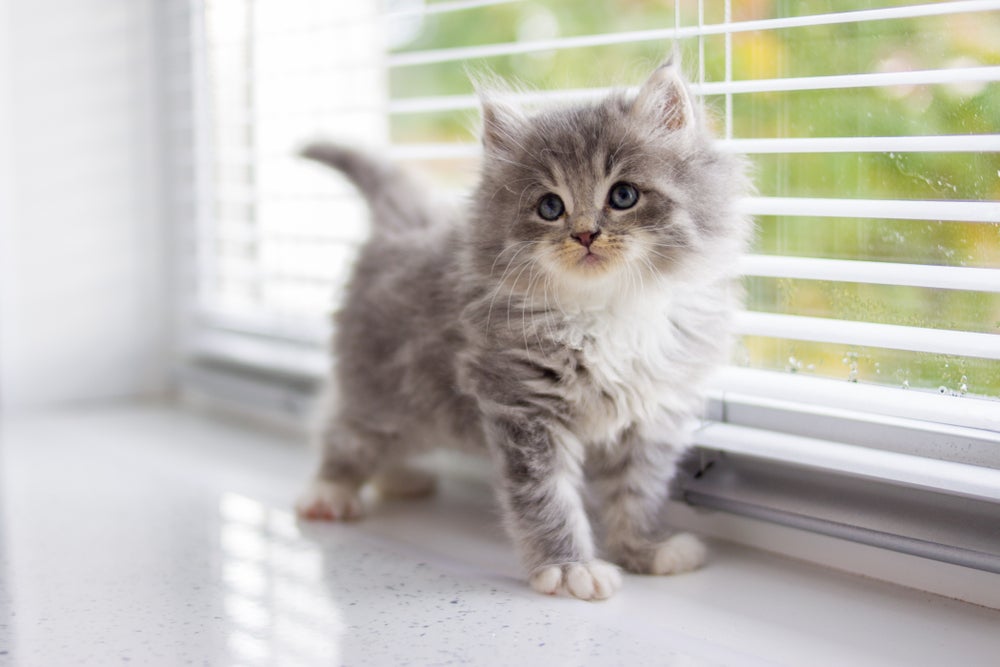 Filhote de gato Persa cinza e branco na janela