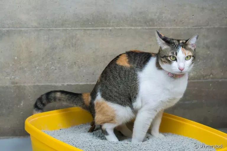 Caixa de Areia para Gatos: A Melhor Opção Aqui