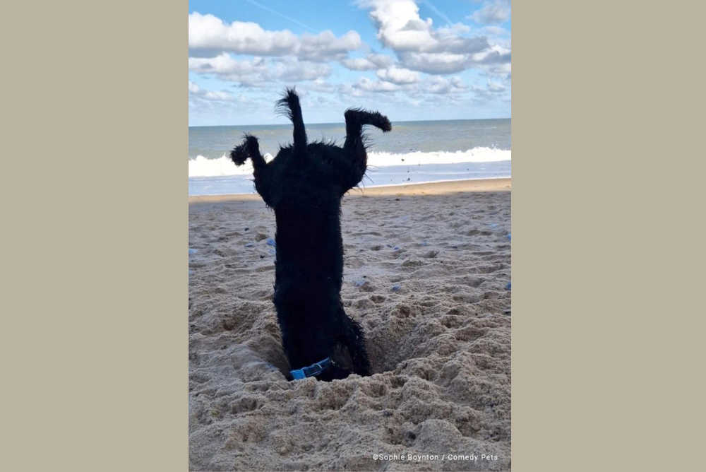 cachorro cvaando areia
