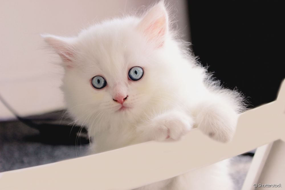 Gato Angorá branco filhote