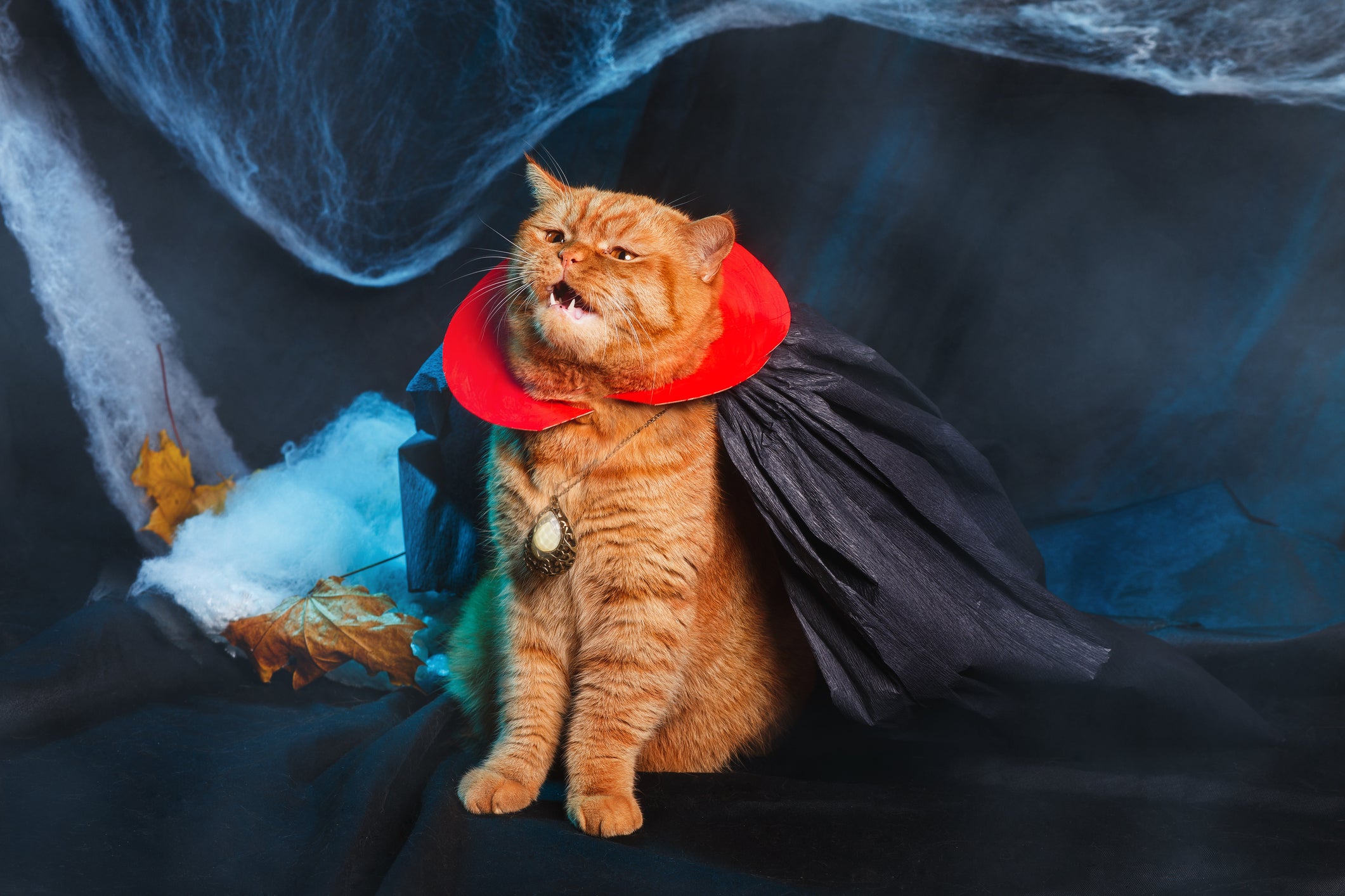 Fantasia para gato: o look de vampiro fica um charme em gatos laranjas