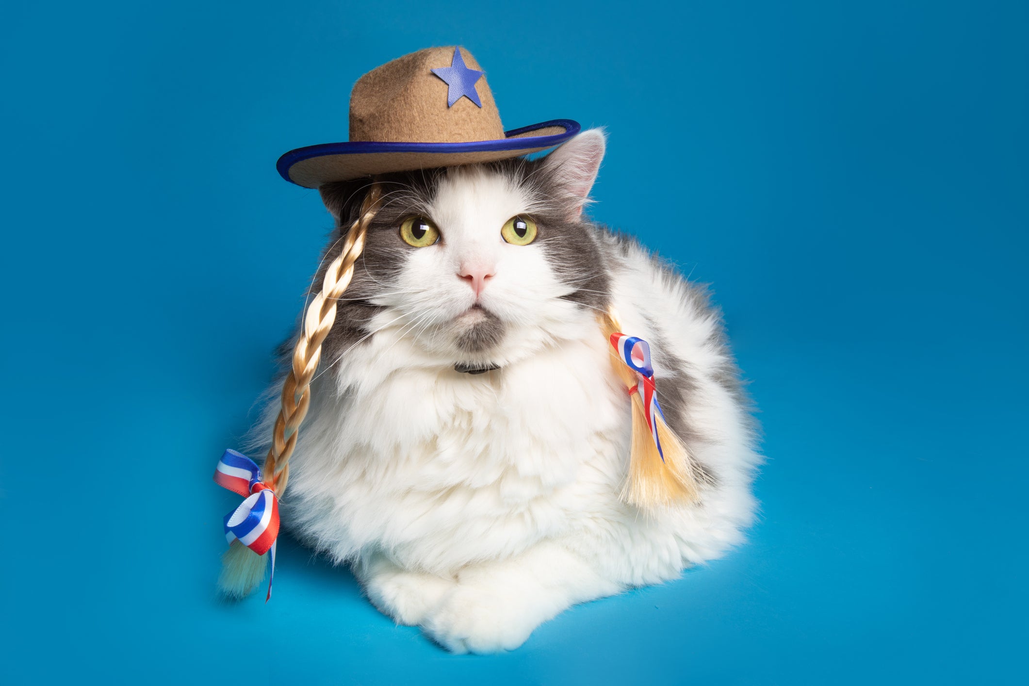 Fantasia para gato: o gato caipira vai fazer sucesso na festa de Halloween pet