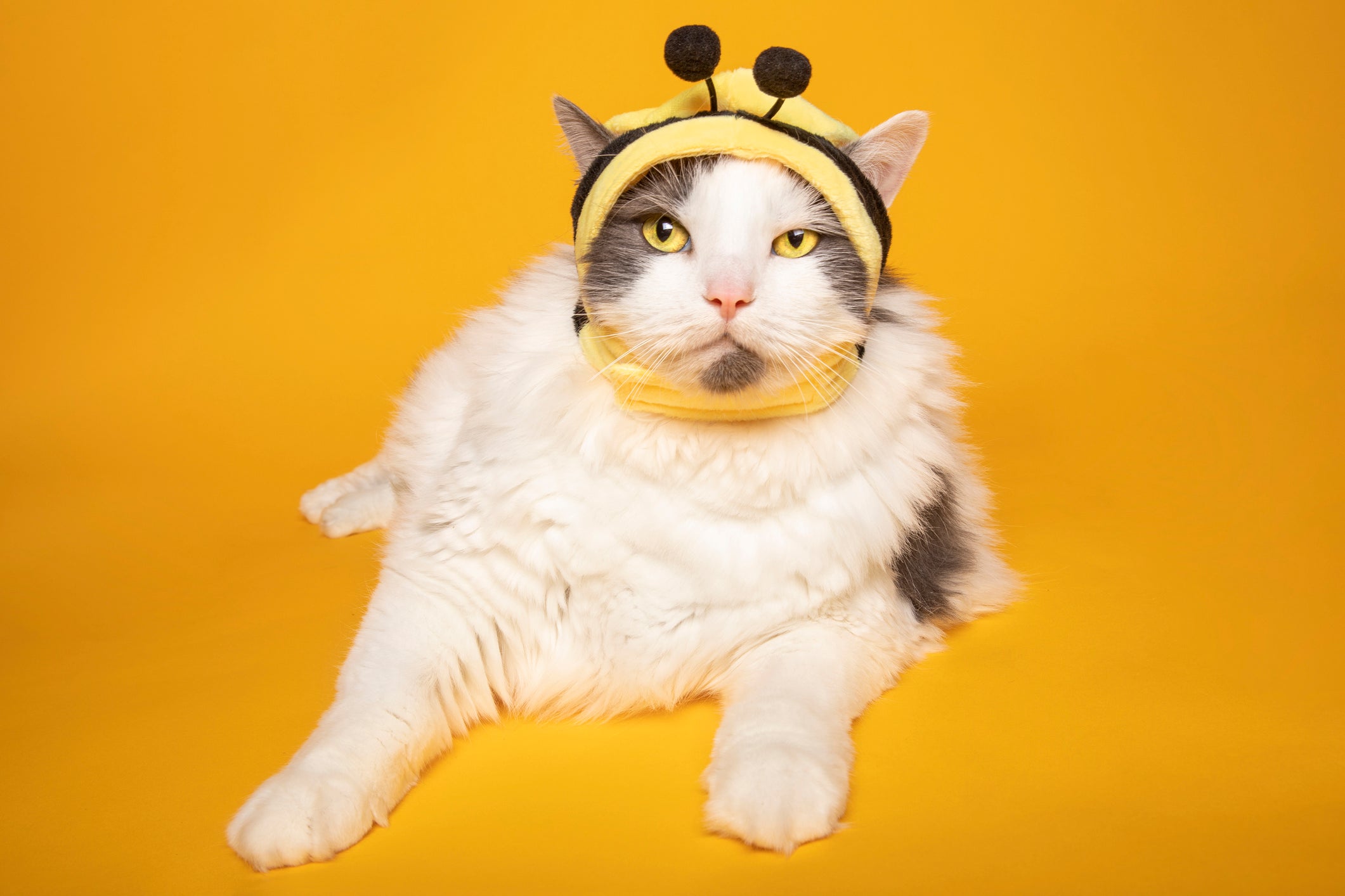 Fantasia para gato: use a criatividade no traje de abelha