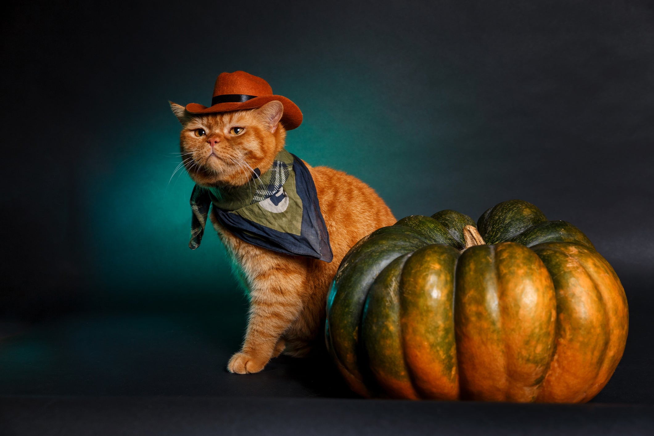Fantasia para gato: o cowboy é ideal para gatinhos com cara de bravo