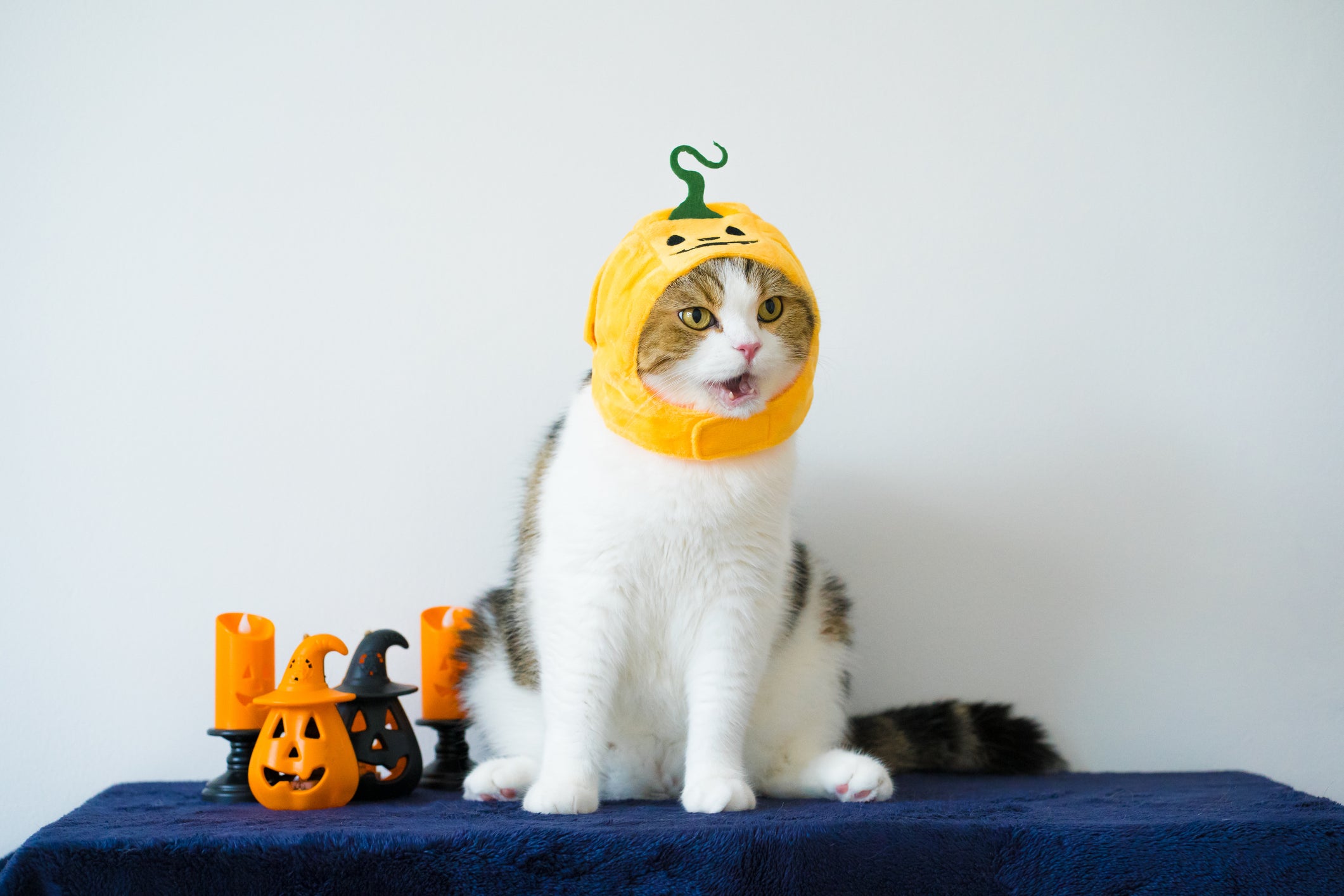 Fantasia para gato: o chapéu de abóbora pode ser encontrado facilmente na internet