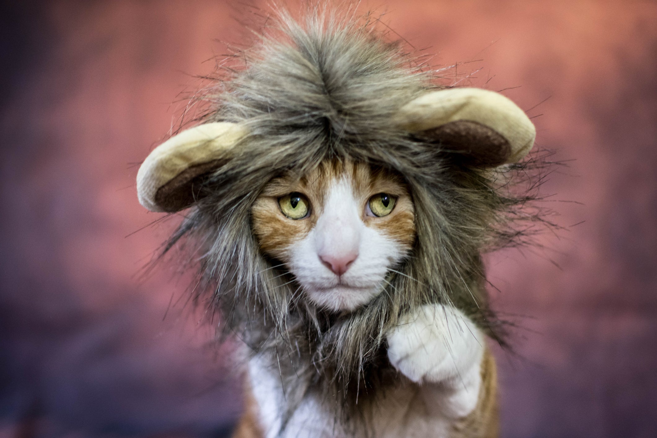 Fantasia para gato: o leão combina perfeitamente com os felinos