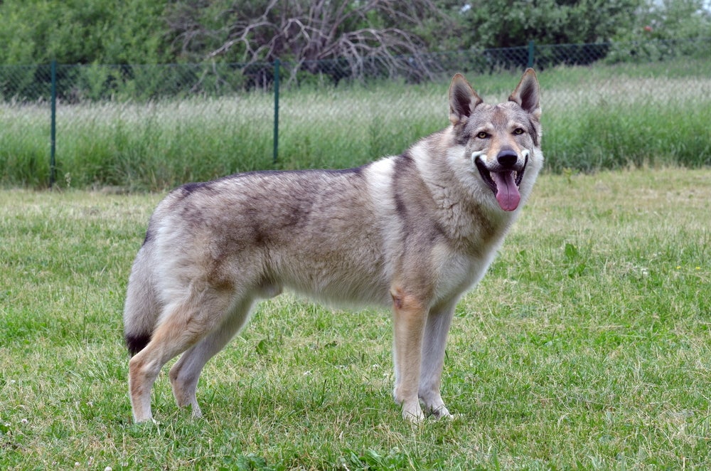 Cão-Lobo-Checoslovaco