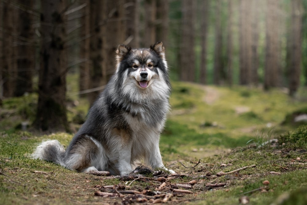 Cachorro que parece lobo Lapphund