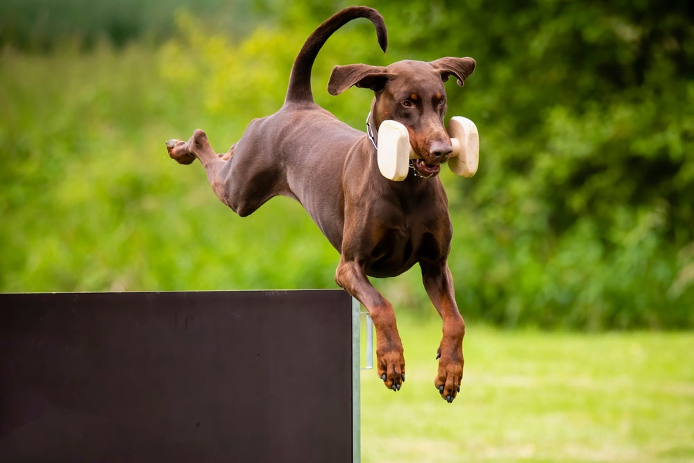 Cachorro Doberman pulando com peso na boca