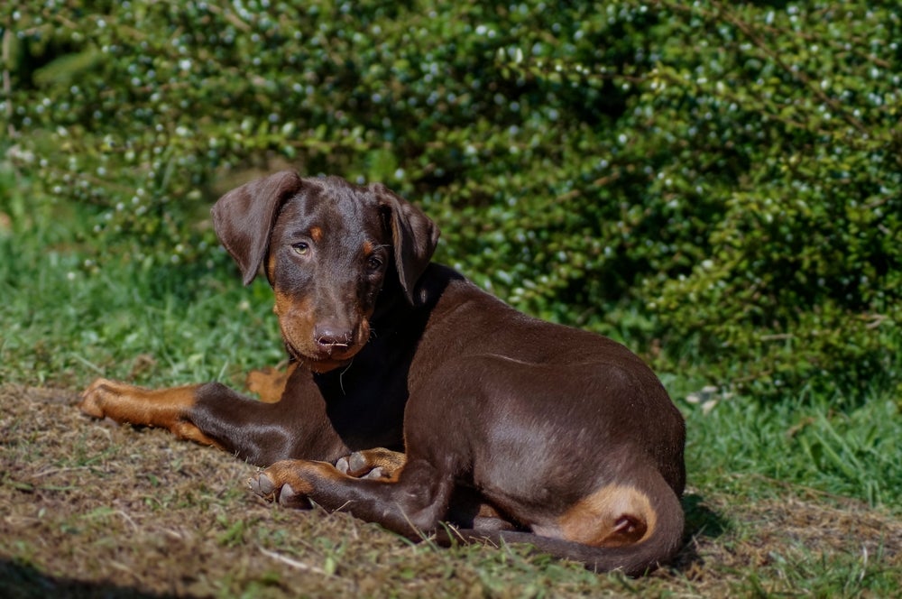 Cachorro Doberman marrom deitado na grama