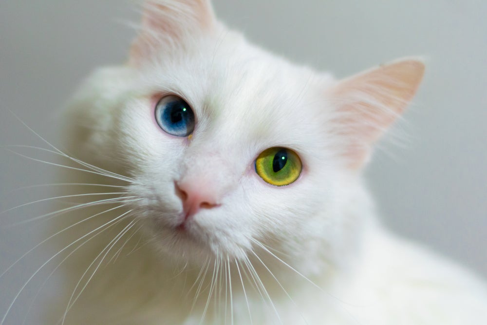 Gato Angorá branco com heterocromia